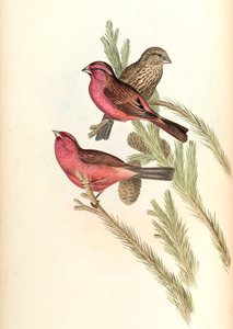 Fringuello rosato dal mantello rosso (Fringuello di Blyth) Carpodacus rhodochlamys Blyth da John Gould